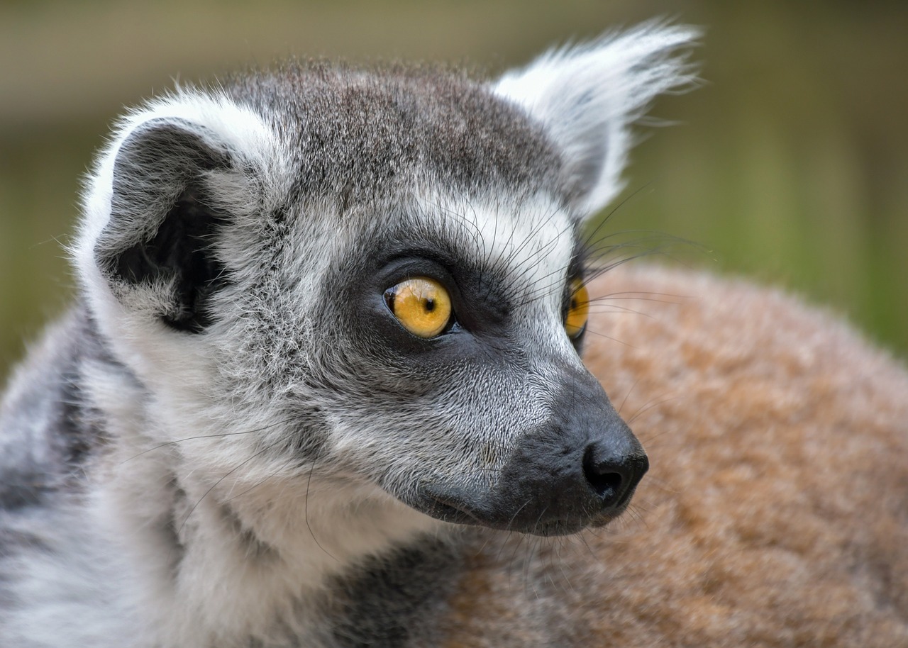 The Lost Civilizations of Madagascar - An Overview